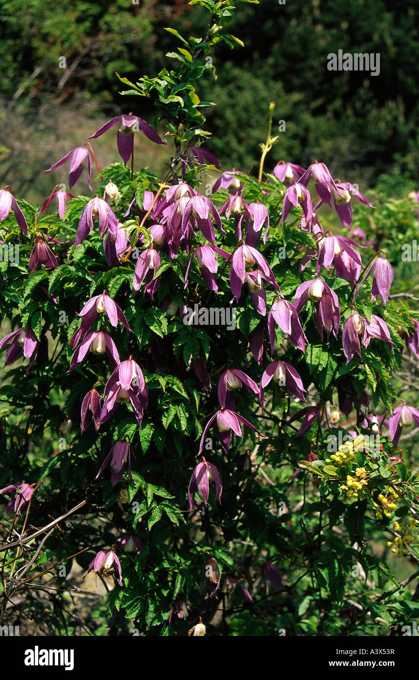 botany, Clematis, (Clematis), Alpine, (Clematis alpina), shrub, pink